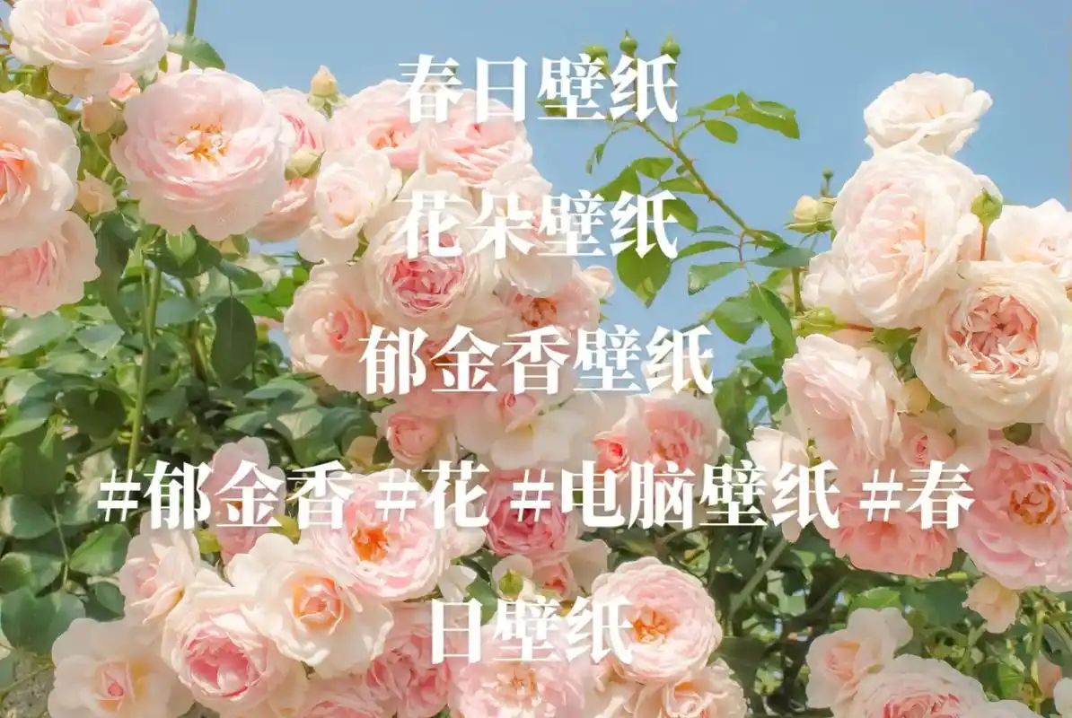 春日壁纸."总有一朵花是为我而开的"#电脑壁纸 #唯美桌面 - 抖音