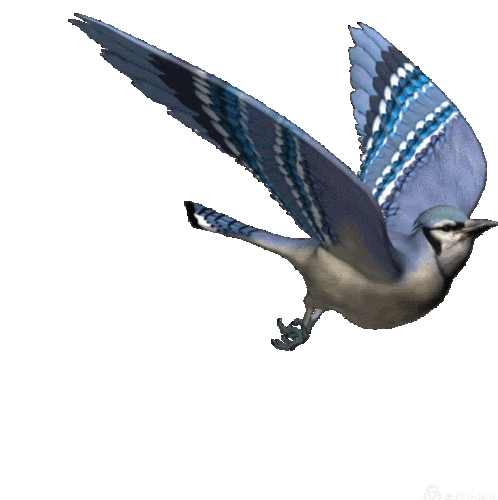 写美篇 歌曲翻唱/婉儿 雾凇图片/婉儿 鸟图片/网络 飞着一只归家的