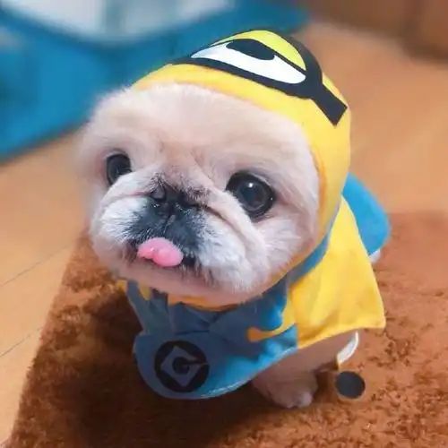 可爱狗狗萌宠高清壁纸