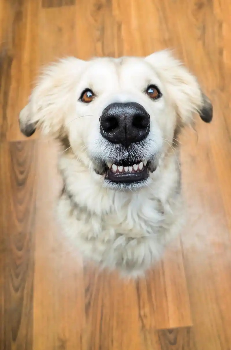 狗狗治愈系的笑容能赶走生活中的很多阴霾 愿你每天都在狗狗得笑容中