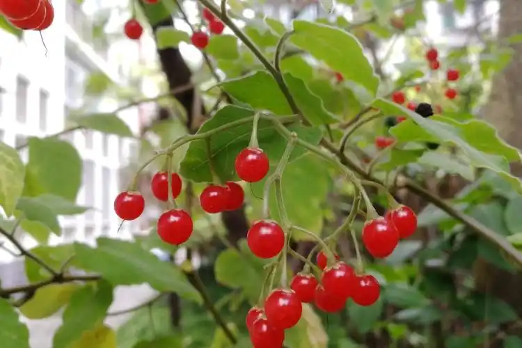 农村常见植物白英又名白毛藤,常用来煲汤煮水喝,能解毒消肿