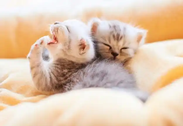 萌# #喵星人##小奶猫