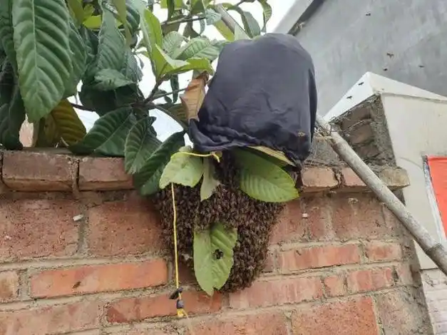 广南这个马蜂窝被捅