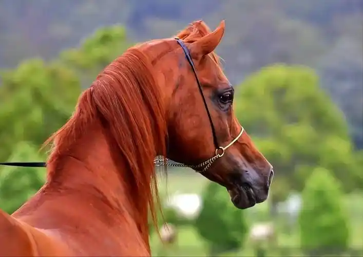 阿拉伯马是世界最著名的马种之一关于它的这8件事你可能不知道