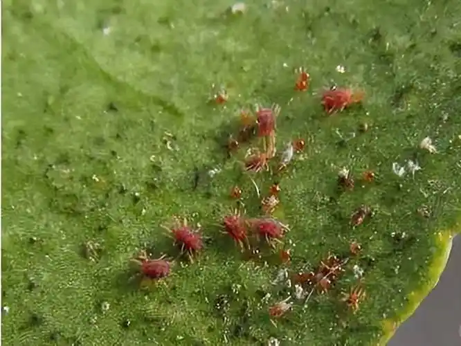 柑橘红蜘蛛高发期来袭三大防治措施果农一定要知道