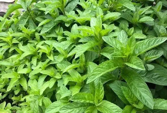 苏格兰薄荷:叶子毛茸茸,并且有很浓的绿箭口香糖的味道,可食用.