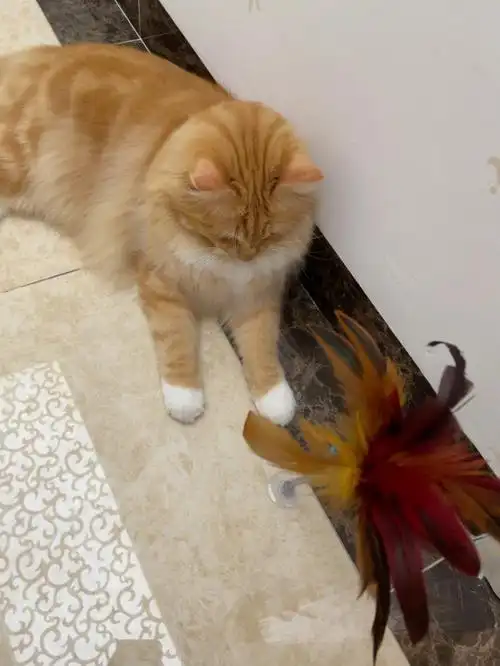 软糯糯的长毛橘猫布偶串