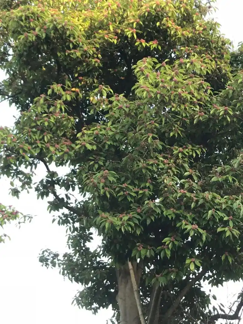 像红豆,而学名叫红果冬青,高大通直,红花微香,密密麻麻的小红 - 抖音