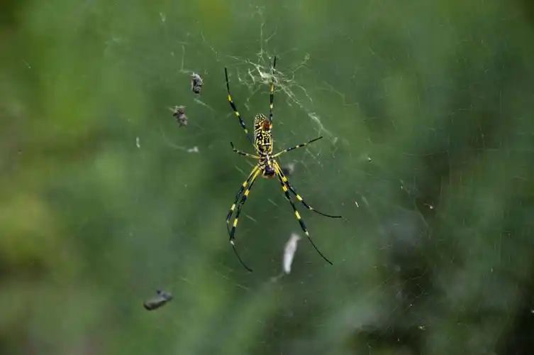 北京竟让有这样的蜘蛛.