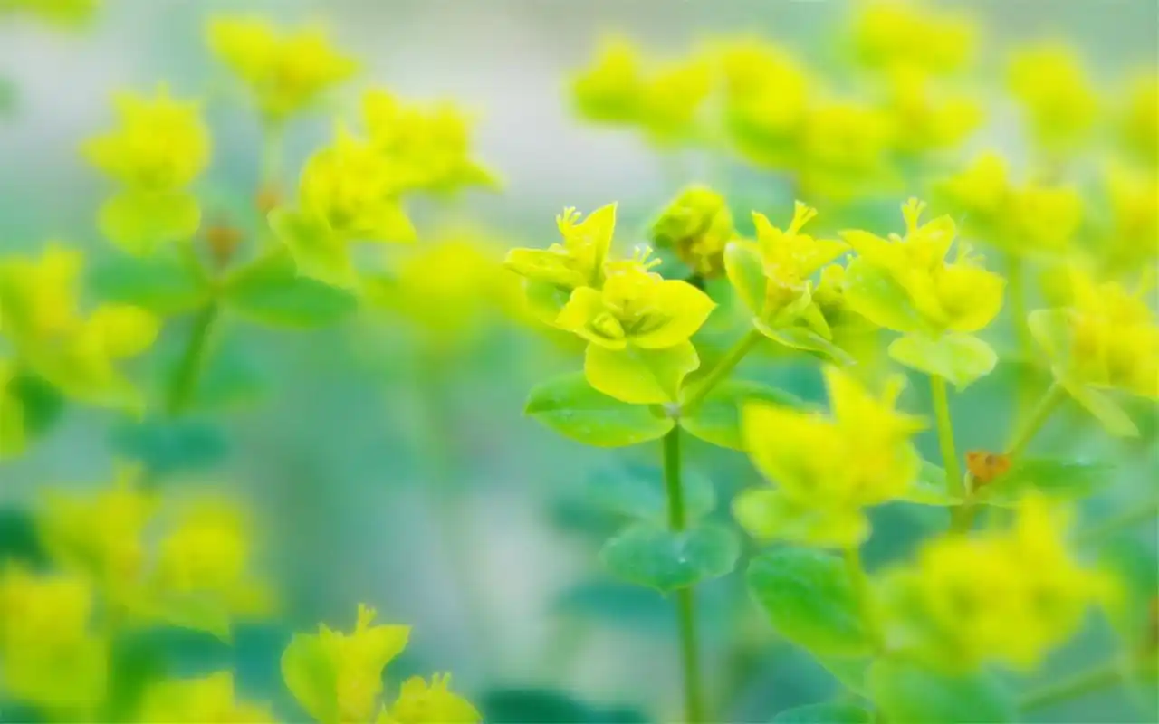 绿色清新缓解眼睛疲劳桌面壁纸图片下载