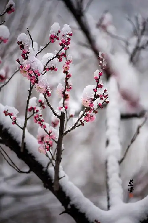 赞美梅花的句子有哪些有关梅花的唯美经典语录