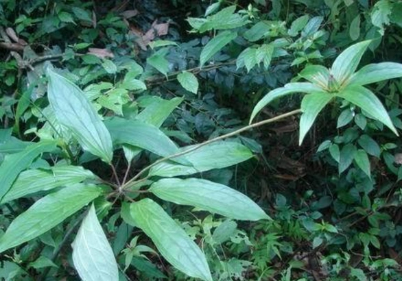 七叶一枝花别名蚤休,蚩休,重台根,整休,草河车,重台草,白甘遂,金线