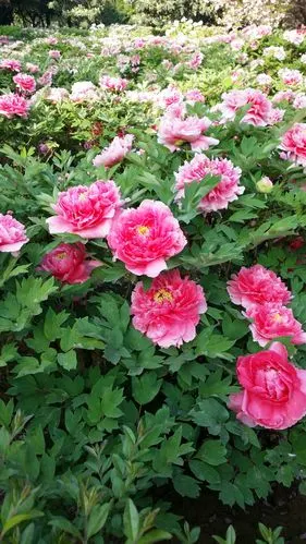 卷叶红朵朵诱人.