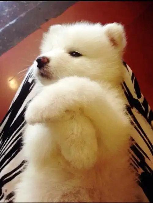 狗狗,萨摩耶,可爱,萌萌的,小可爱爱吃的小胖子