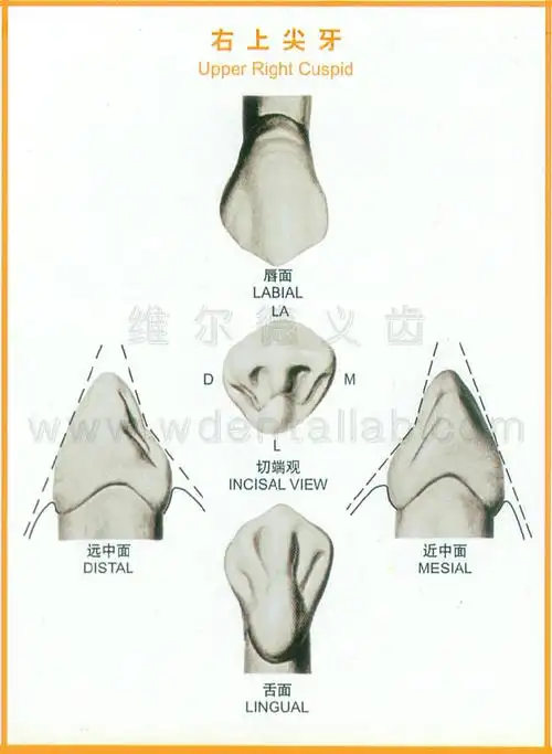 牙齿的解剖形态图大全