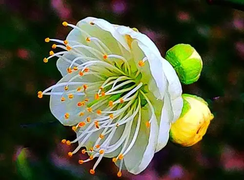 萼梅>写美篇>绿萼梅—小乔木,稀灌木,高4一10米,树皮浅灰色,或带绿色