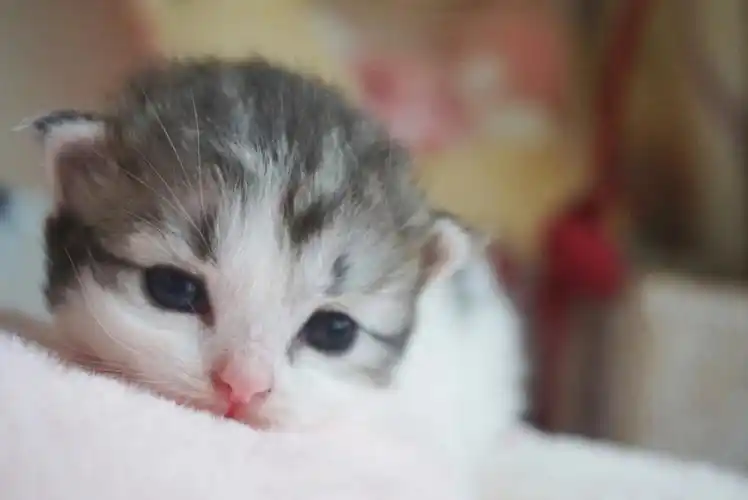 好爱刚睁眼的小奶猫66