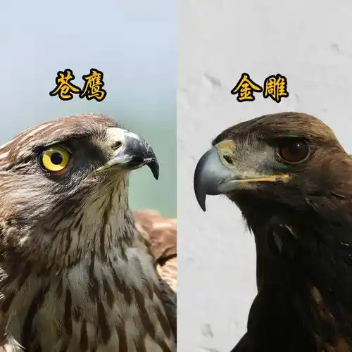 区别_老鹰_猎物