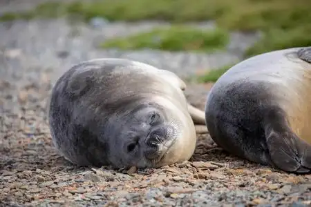 海洋哺乳类动物图片-海洋哺乳类动物素材-海洋哺乳类动物插画-摄图新