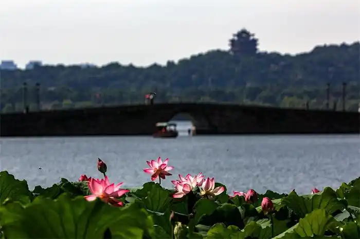 夏日里的杭州西湖