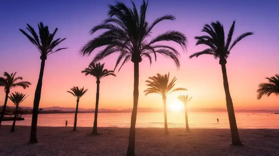 夏天日落棕榈树热带海滩2021年景观照片图片