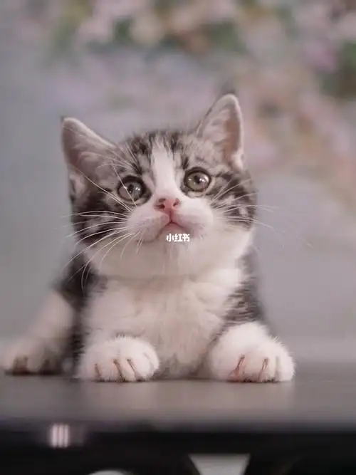 美短加白起司弟弟满背花纹漂亮