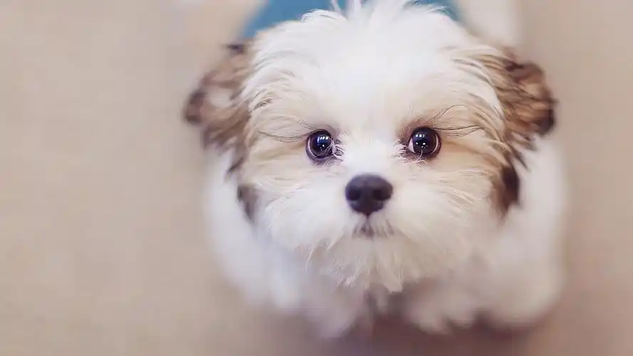 超萌狗狗高清壁纸_萌样儿太迷人的狗狗