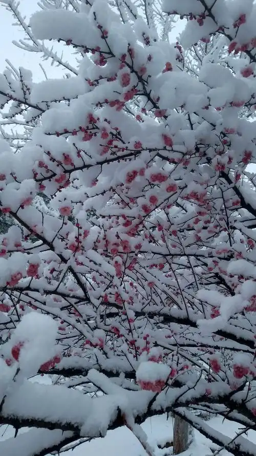 壬酉年正月初七武汉二妃山雪中红梅