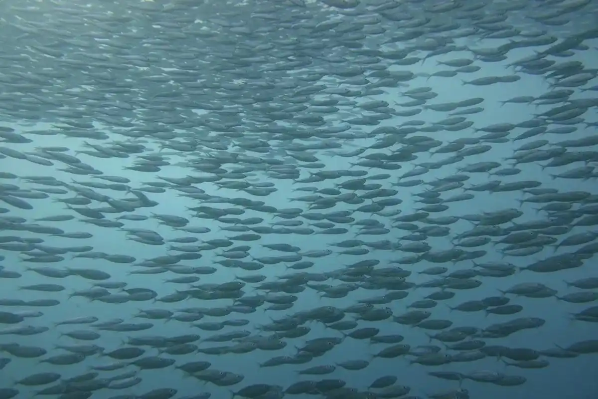 海底世界真奇妙 #海洋生物 #潜水 翻到了之前去玩的照片 - 抖音