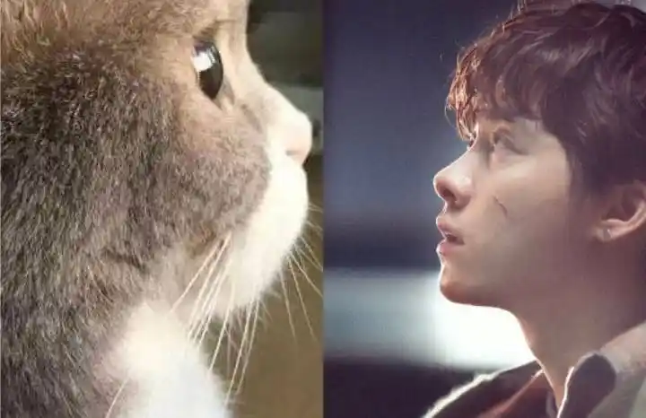 娱乐圈的动物系男友,李易峰猫系刘昊然犬系,易烊千玺这个好可爱