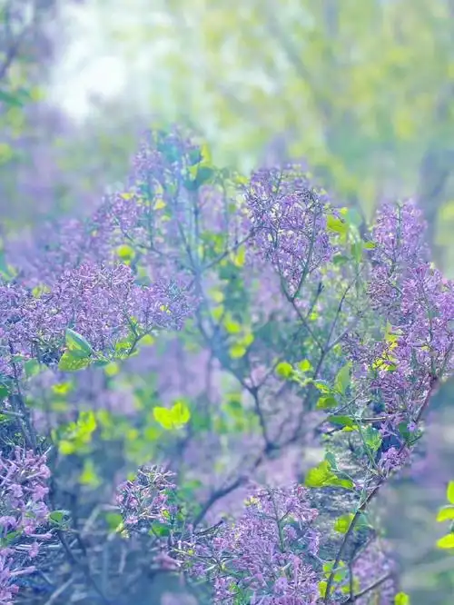 每日一花紫丁香day78初恋