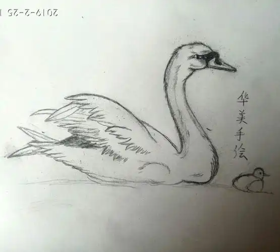 分享速写天鹅构图的技巧