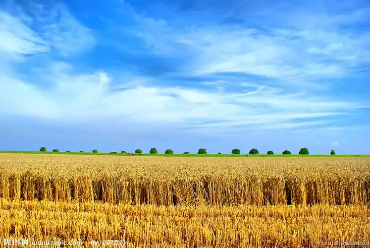 丰收麦田摄影图__田园风光_自然景观_摄影图库_昵图网nipic.com