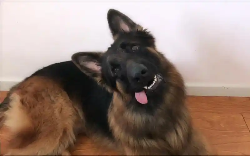 两月未见,大德牧又是嘤嘤嘤撒娇,又是上演歪头杀～(狗子小伙伴的麻麻