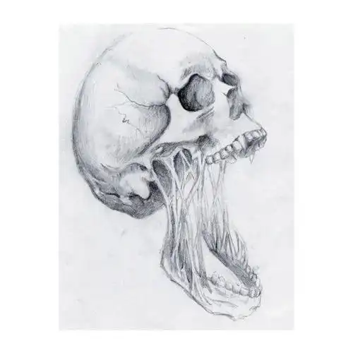 绘画参考#骨骼素描