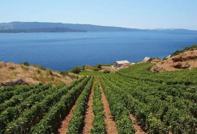 为什么在大陆东岸地区,也有地中海气候和温带海洋气候?