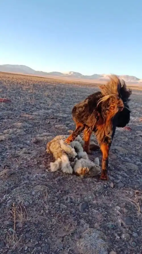 无人区遇到死去的狼