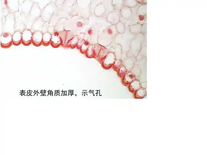 植物分类学—蕨类植物(上课版)ppt