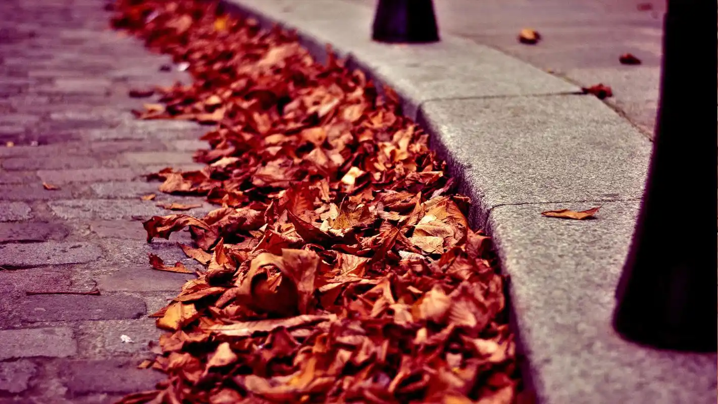 路上铺满落叶的秋季风景图片桌面壁纸
