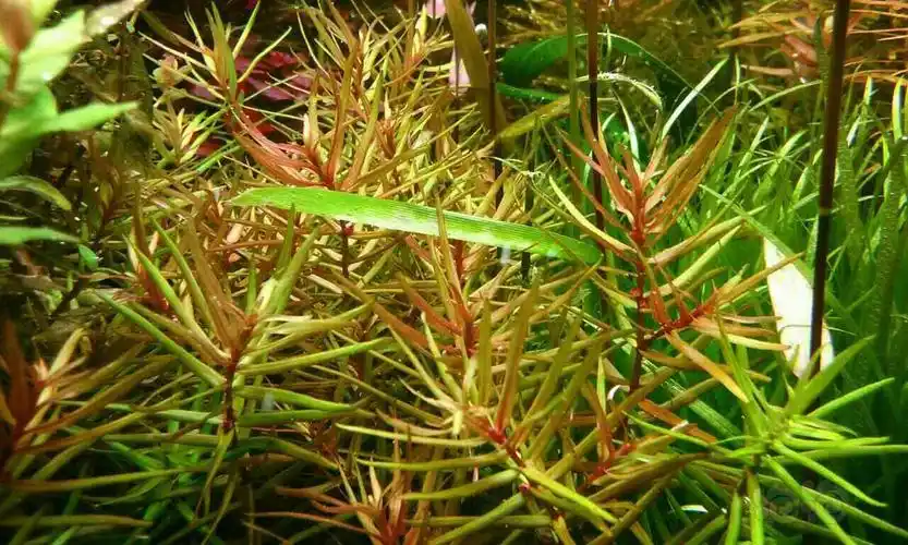 水草摄影十字牛顿