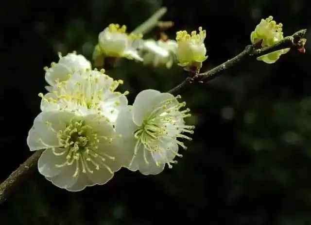 绿萼梅就是俗称的白梅花,这么一说,想必大家都很清楚了.