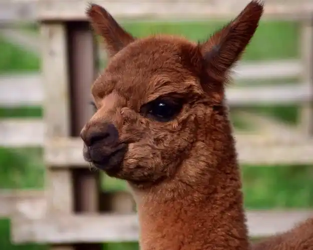 羊驼动物,棕色 壁纸