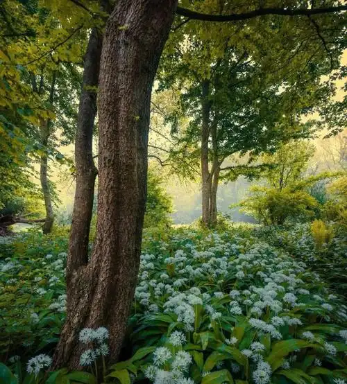 green森系背景图