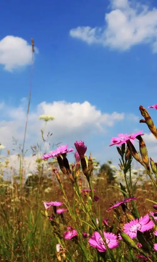 鲜花风景壁纸,高清图片,壁纸,自然风景-桌面城市