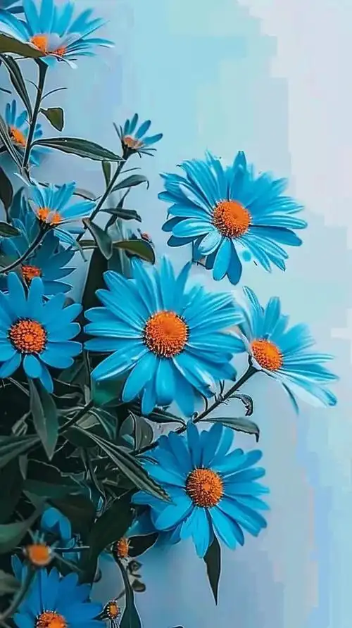 壁纸分享,漂亮的小雏菊高清手机壁纸