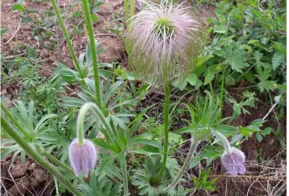白头翁图片 白头翁功效及食用方法