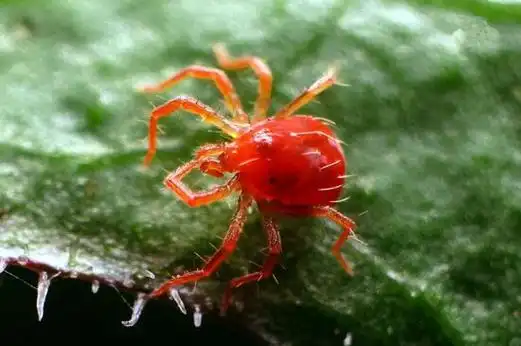 为什么天气变化会有红蜘蛛(为什么天气变化会有红蜘蛛呢)