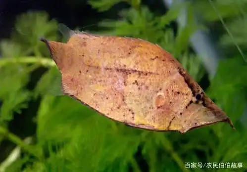 枯叶鱼像一片片枯树叶,凭着自己独特的伪装术麻痹敌人袭击猎物!