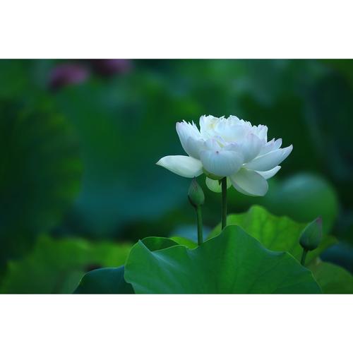 精修荷花图片 高清迷你碗莲花照片(1张) 爱拍拍影像原创作品