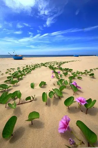 美奈海边的牵牛花(超高清大图,摄影by@0o郎里格郎o0 )